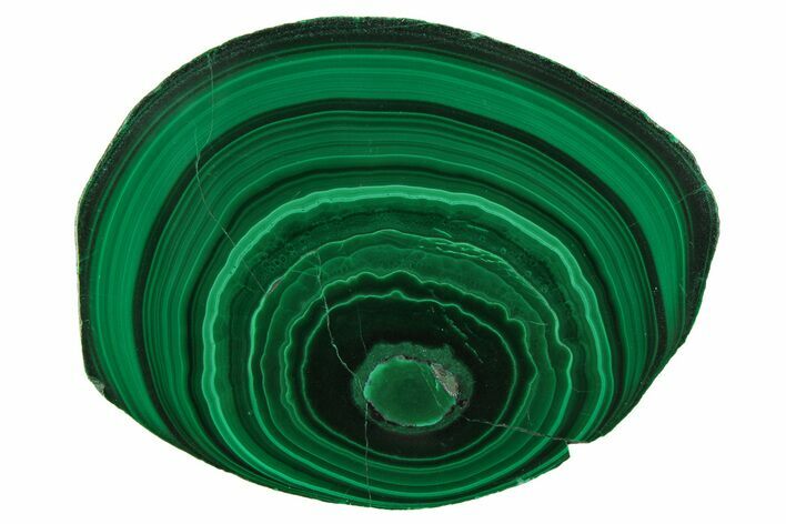 Polished Malachite Stalactite Slice - Congo #251857